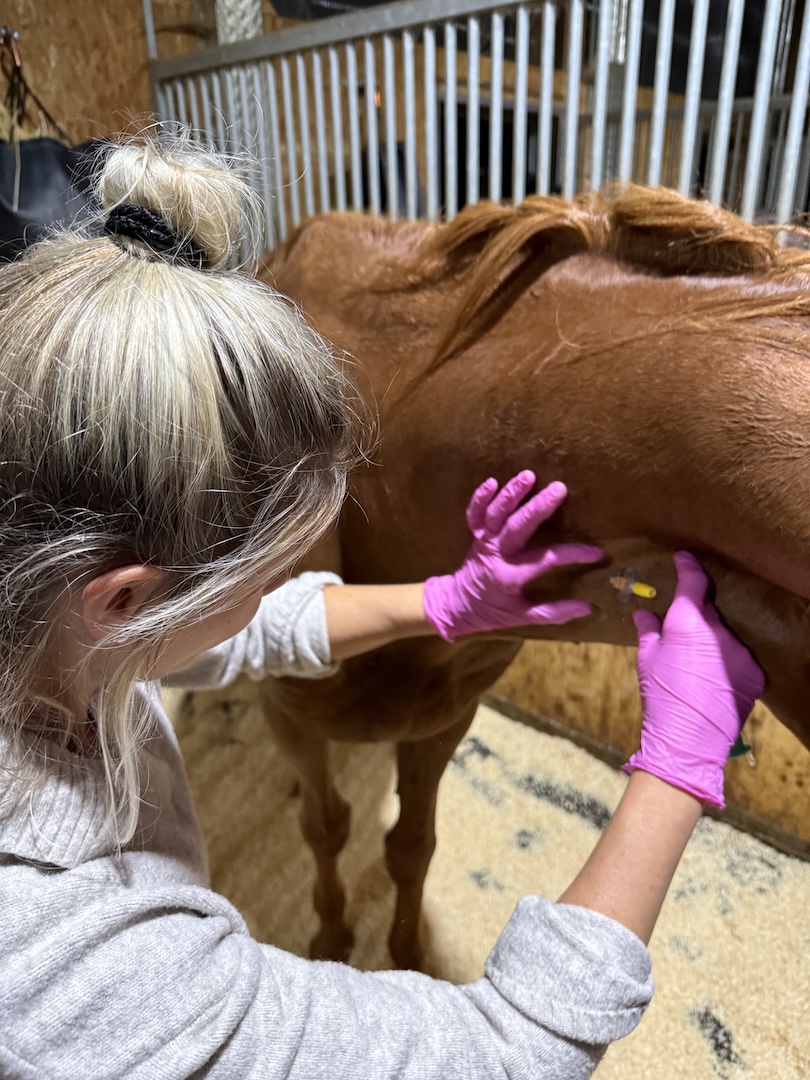 Tierärztliche Behandlung am Pferd